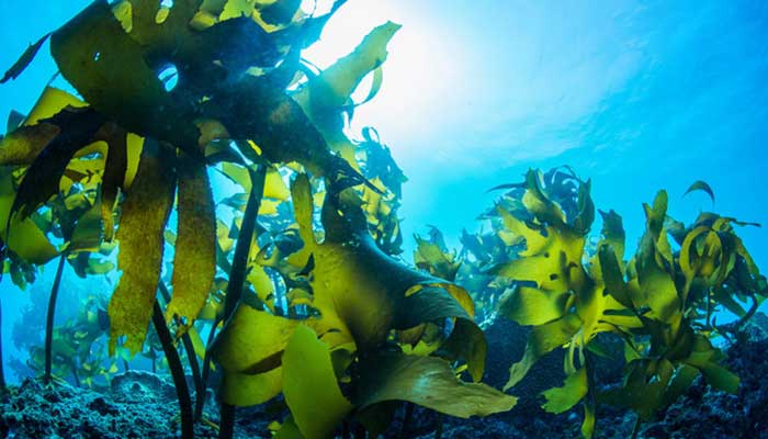 ����Ĺ�Ч������ ����ͼƬ